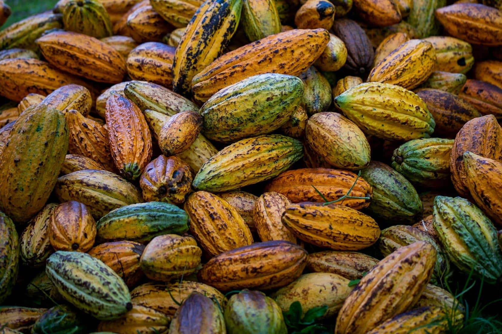 Criollo harvest — pods fresh from the forest.