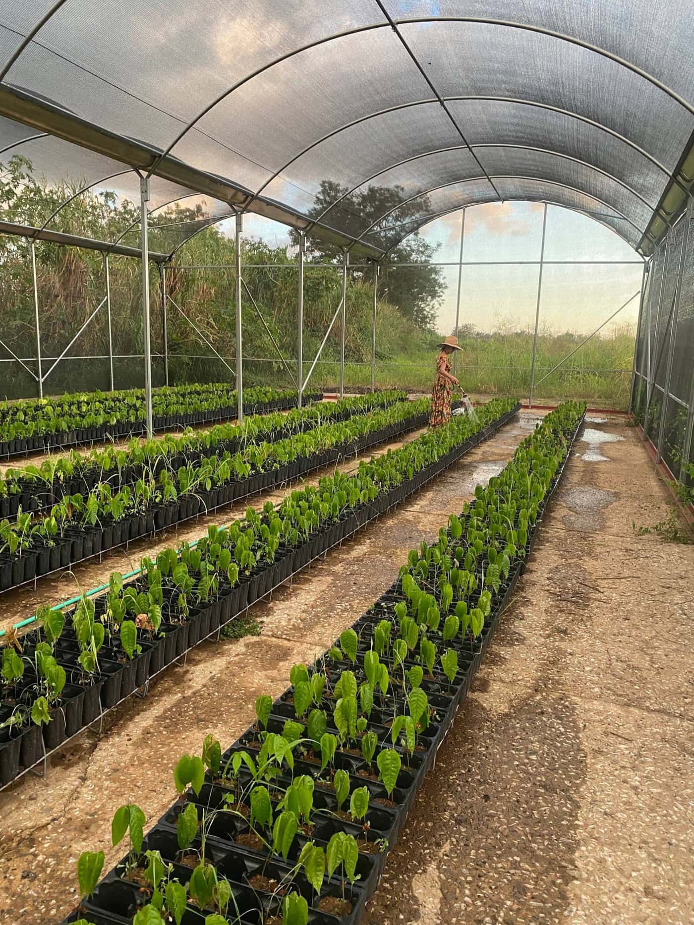 Evening rounds in the shade house.